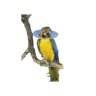 Buster Bird Click Collar - L