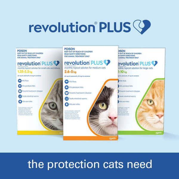 revolution plus cat orange