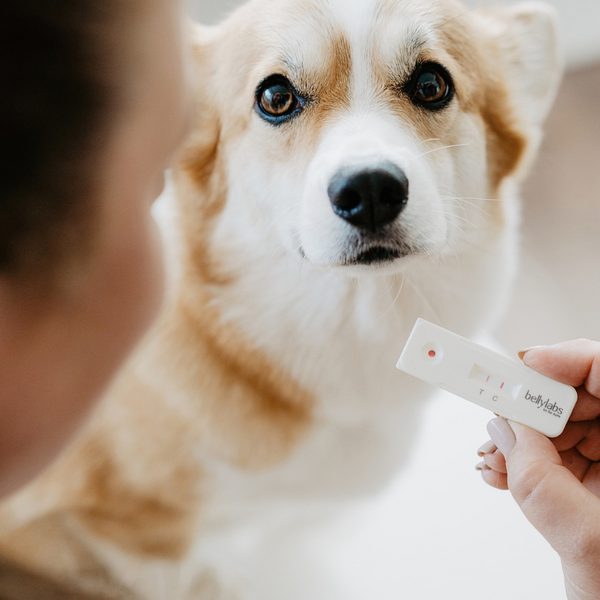 Buy BellyLabs Pregnancy Test for Dogs Aussie Vet Products