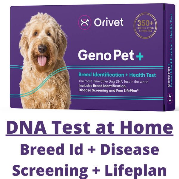 Buy Orivet - Genopet PLUS - Complete DNA Testing for Dog Breed + Health  Screen + Life Plan | Aussie