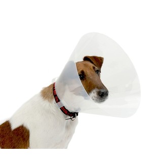 Buster Click Collar- Clear - 40cm