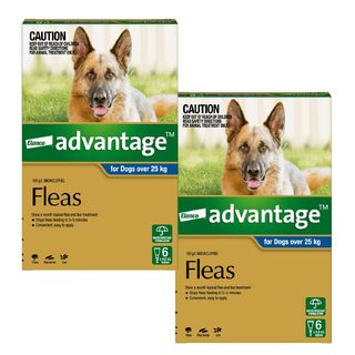 Advantage for Dogs Over 25kg (Blue) - 12 Pack