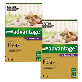 Advantage for Cats Over 4kg (Purple) - 12 Pack