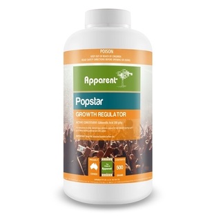 Apparent Popstar 200 500gms (Gibber)